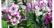 Quy định về quản lý thuế với giao dịch "Lan đột biến" mới nhất
