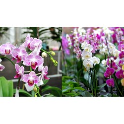 Quy định về quản lý thuế với giao dịch "Lan đột biến" mới nhất