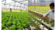 Quy định về thực hành nông nghiệp tốt (VIETGAP) phần trồng trọt?