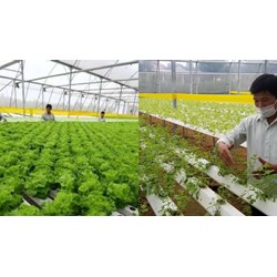 Quy định về thực hành nông nghiệp tốt (VIETGAP) phần trồng trọt?