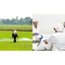 Nơi lưu chứa bao gói thuốc bảo vệ thực vật sau dùng xây dựng khi nào?