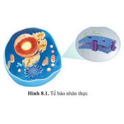 Đoạn chứa thông tin mã hóa axit amin của gen ở tế bào nhân thực gọi là?