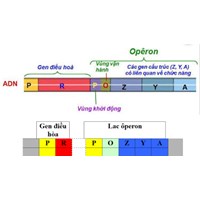 Khi nói về cấu trúc của operon, điều khẳng định nào sau đây là chính xác?
