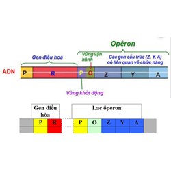 Khi nói về cấu trúc của operon, điều khẳng định nào sau đây là chính xác?