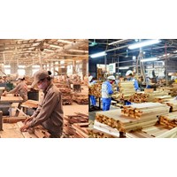 Quy định loại điều kiện sử dụng áp dụng cho gỗ và sản phẩm gỗ
