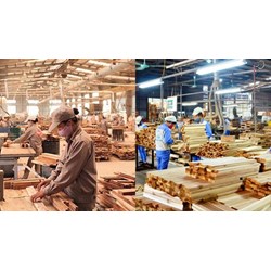 Quy định loại điều kiện sử dụng áp dụng cho gỗ và sản phẩm gỗ