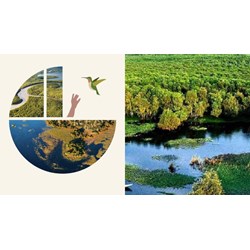 Việt Nam là thành viên thứ bao nhiêu gia nhập vào Công ước Ramsar?