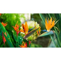 Thuyết minh về Hoa thiên điểu chọn lọc, hay nhất