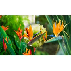 Thuyết minh về Hoa thiên điểu chọn lọc, hay nhất