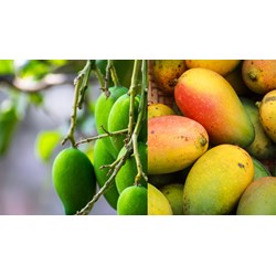 Đăng ký nhãn hiệu cho các sản phẩm OCOP tại Trà Vinh như thế nào?