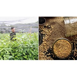 Kinh doanh hạt giống cây trồng lâm nghiệp có phải ghi tên của hạt giống không?