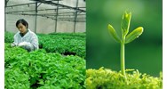 Đào tạo về quyền với giống cây trồng có gồm tài liệu khảo nghiệm DUS?