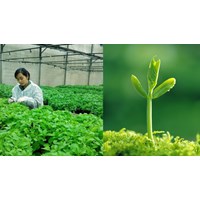 Đào tạo về quyền với giống cây trồng có gồm tài liệu khảo nghiệm DUS?