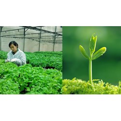 Đào tạo về quyền với giống cây trồng có gồm tài liệu khảo nghiệm DUS?
