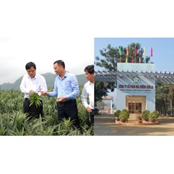 Chế độ hoạt động của người đại diện Tổng công ty Mía Đường 1