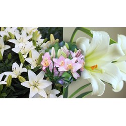 Bài văn thuyết minh về hoa ly chọn lọc hay nhất
