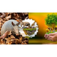 Đoạn văn tiếng Anh về các biện pháp bảo vệ động vật có nguy cơ tuyệt chủng