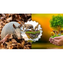 Đoạn văn tiếng Anh về các biện pháp bảo vệ động vật có nguy cơ tuyệt chủng
