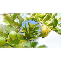 Bài văn thuyết minh cây ổi siêu hay, đạt điểm cao