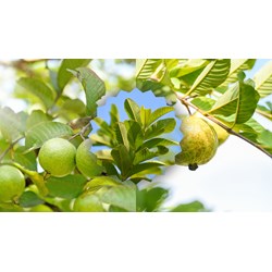 Bài văn thuyết minh cây ổi siêu hay, đạt điểm cao