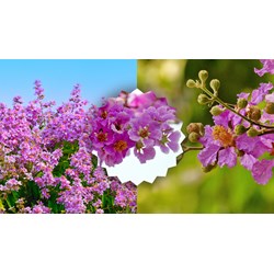 Thuyết minh về hoa bằng lăng chọn lọc hay nhất