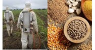Phương pháp sắc kí khí có thể áp dụng cho loại thức ăn chăn nuôi nào?