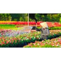 Thuyết minh về làng hoa Sa Đéc siêu hay, đạt điểm cao