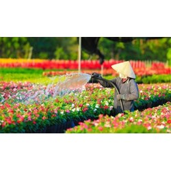 Thuyết minh về làng hoa Sa Đéc siêu hay, đạt điểm cao