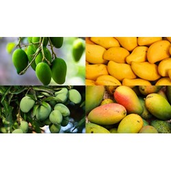 Đăng ký nhãn hiệu cho sản phẩm OCOP tại Tiền Giang như thế nào?