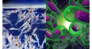 Xử lý thủy sản để ngăn chặn sự phát triển của loại vi khuẩn Vibrio