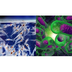 Xử lý thủy sản để ngăn chặn sự phát triển của loại vi khuẩn Vibrio