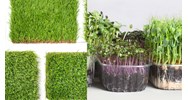 Giống cây chưa công nhận lưu hành được xuất khẩu trưng bày triển lãm?