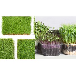 Giống cây chưa công nhận lưu hành được xuất khẩu trưng bày triển lãm?