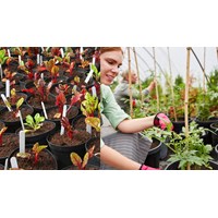 Thông tin về giống cây trồng trên cơ sở dữ liệu quốc gia về trồng trọt
