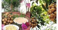 Quy định về chất lượng nhãn quả tươi hạng I như thế nào?