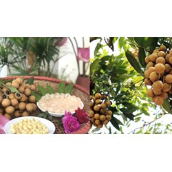 Quy định về chất lượng nhãn quả tươi hạng I như thế nào?