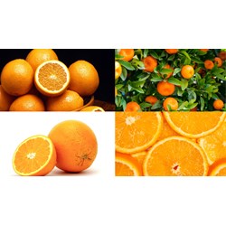Đăng ký nhãn hiệu cho sản phẩm OCOP tại Hòa Bình như thế nào?