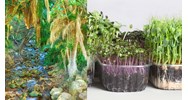 Mẫu văn bản đề nghị nhập khẩu giống cây trồng cập nhật mới nhất