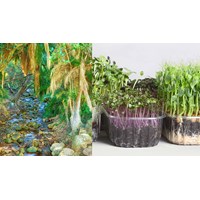 Mẫu văn bản đề nghị nhập khẩu giống cây trồng cập nhật mới nhất