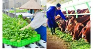 Công ty nông nghiệp có chịu thuế GTGT khi sản xuất thức ăn chăn nuôi