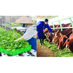 Công ty nông nghiệp có chịu thuế GTGT khi sản xuất thức ăn chăn nuôi