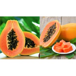 Yêu cầu tối thiểu cần đáp ứng chất lượng đu đủ quả tươi hạng II