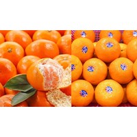 Yêu cầu về độ chín và màu sắc của quýt quả tươi thế nào?