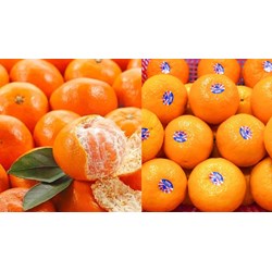 Yêu cầu về độ chín và màu sắc của quýt quả tươi thế nào?