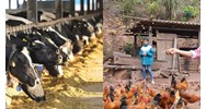Mức hỗ trợ người nuôi gia súc, gia cầm bị thiệt hại do thiên tai