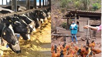 Mức hỗ trợ người nuôi gia súc, gia cầm bị thiệt hại do thiên tai