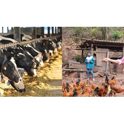 Mức hỗ trợ người nuôi gia súc, gia cầm bị thiệt hại do thiên tai