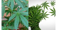 Mua bán trái phép bao nhiêu kg lá cần sa thì bị xử phạt tù?