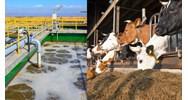 Hướng dẫn về xử lý chất thải trong hoạt động chăn nuôi