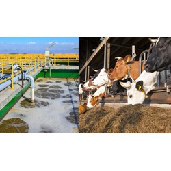 Hướng dẫn về xử lý chất thải trong hoạt động chăn nuôi